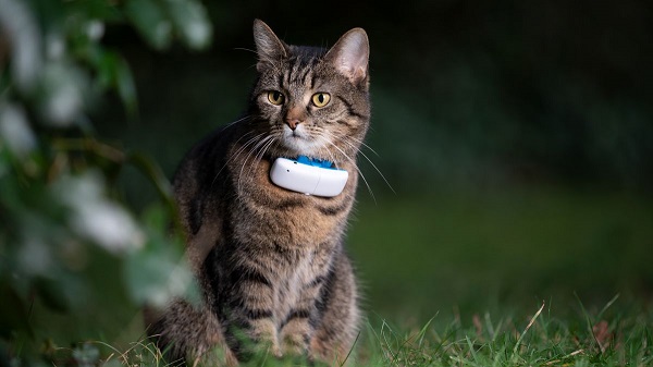 Collier GPS chat : quel traceur GPS choisir pour votre chat ?